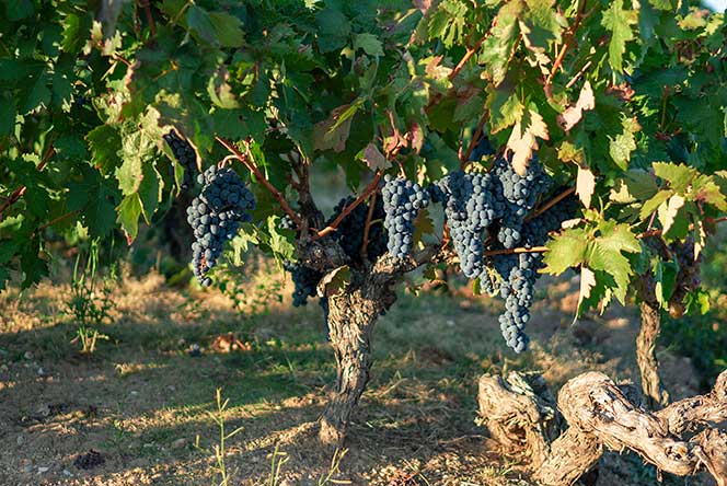 Bardos Viñedos de Altura 2023, tenso y expresivo